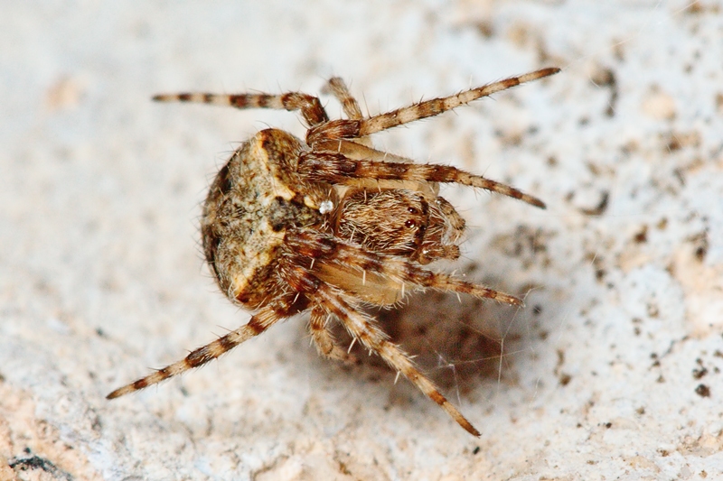 Neoscona subfusca - Malta